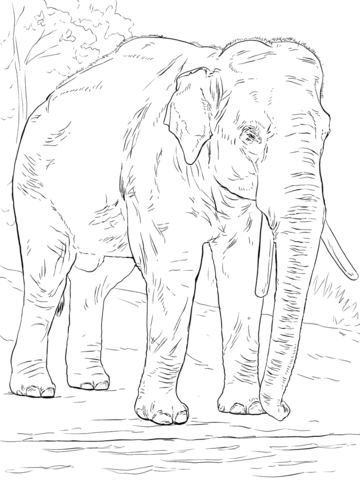 Asiatic Elephant  Coloring Page